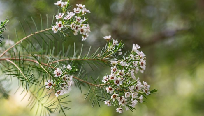 Hoa thanh liễu là hoa gì?