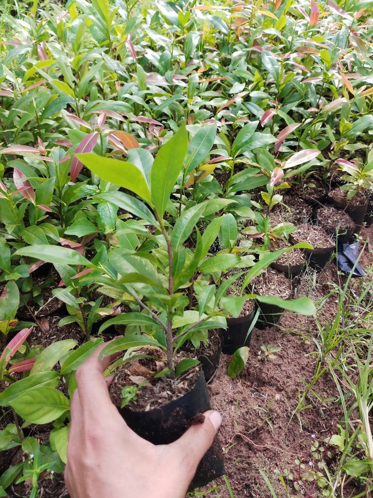 kỹ thuật trồng mai