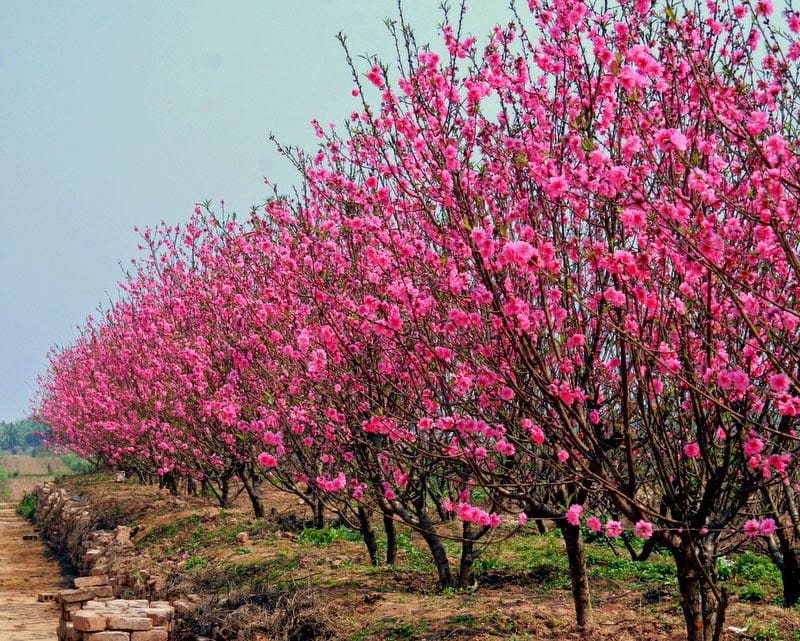 đặc điểm hoa đào