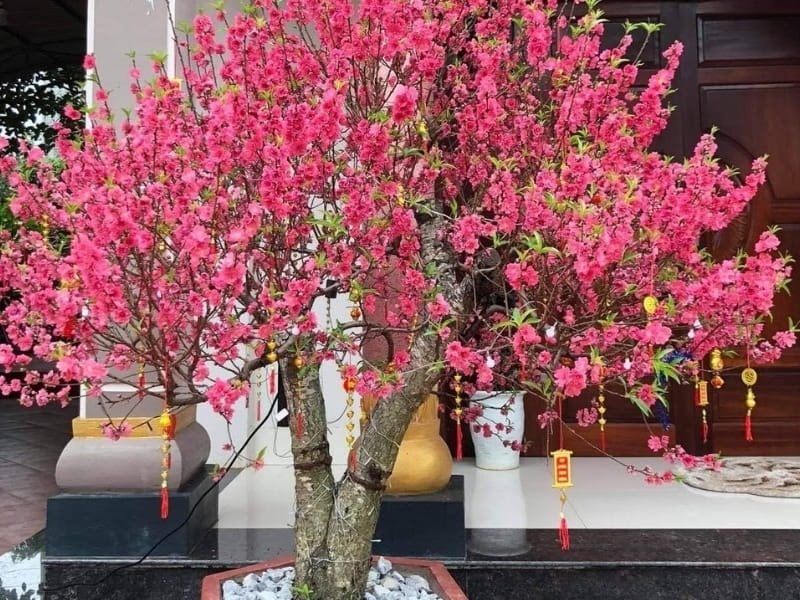 đào tết