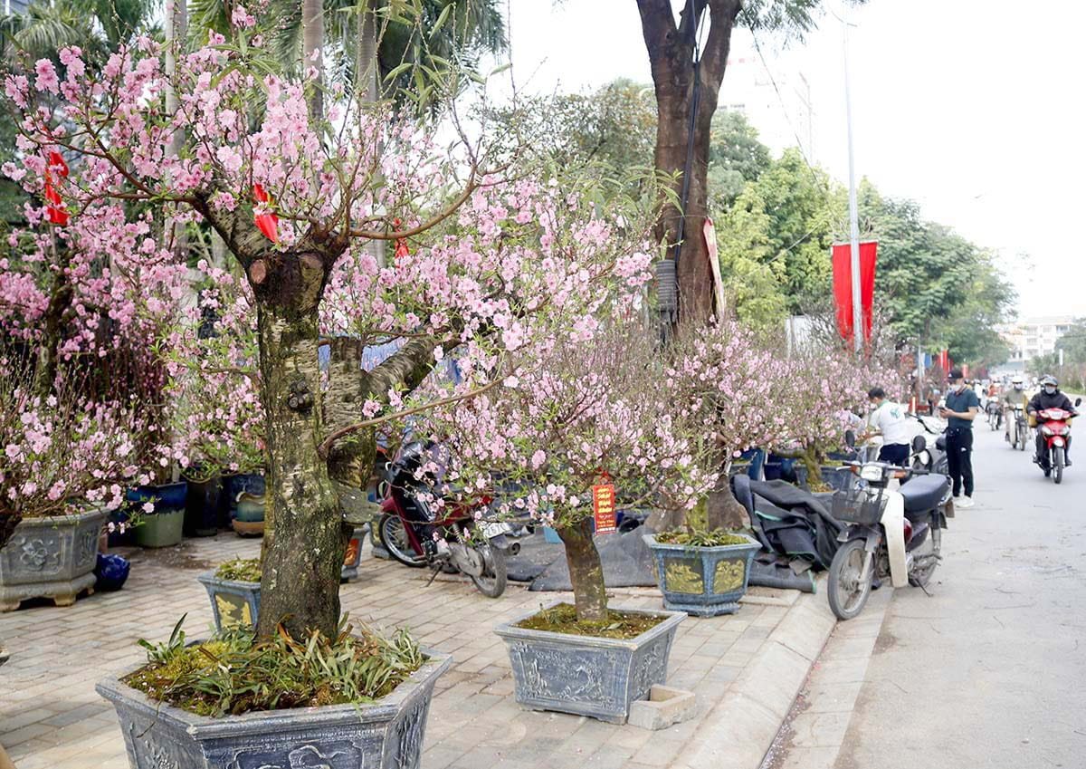đào cổ thụ