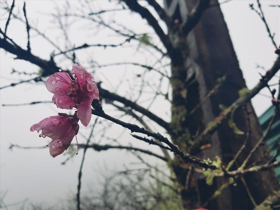 đào đá