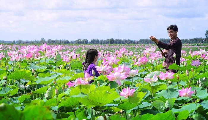 cánh đồng sen