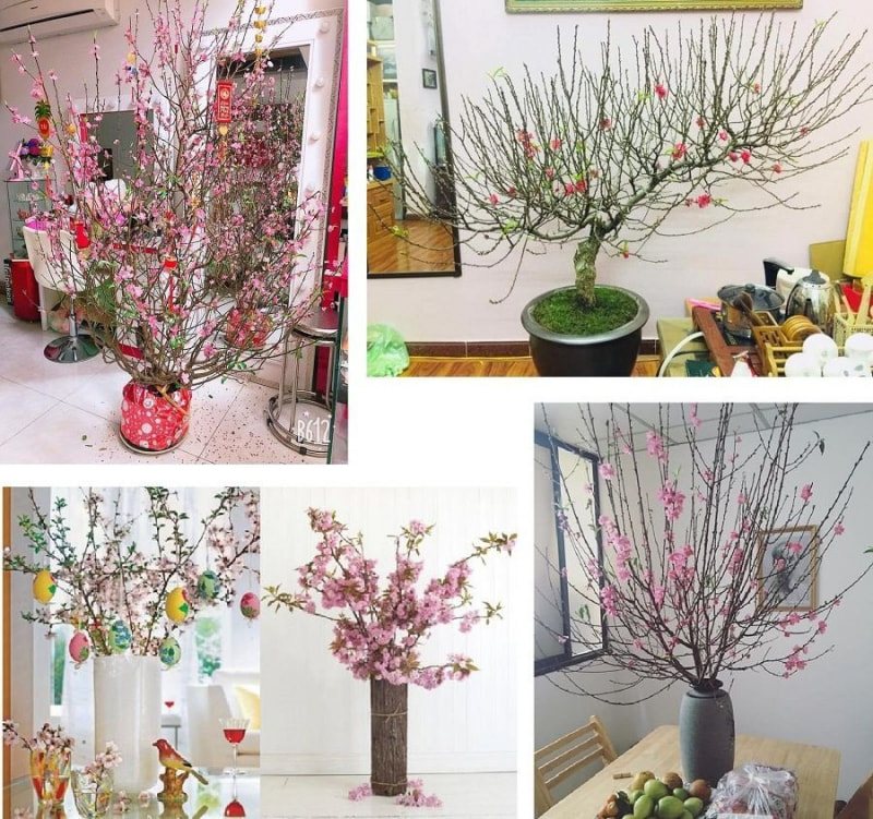 hoa đào ngày tết