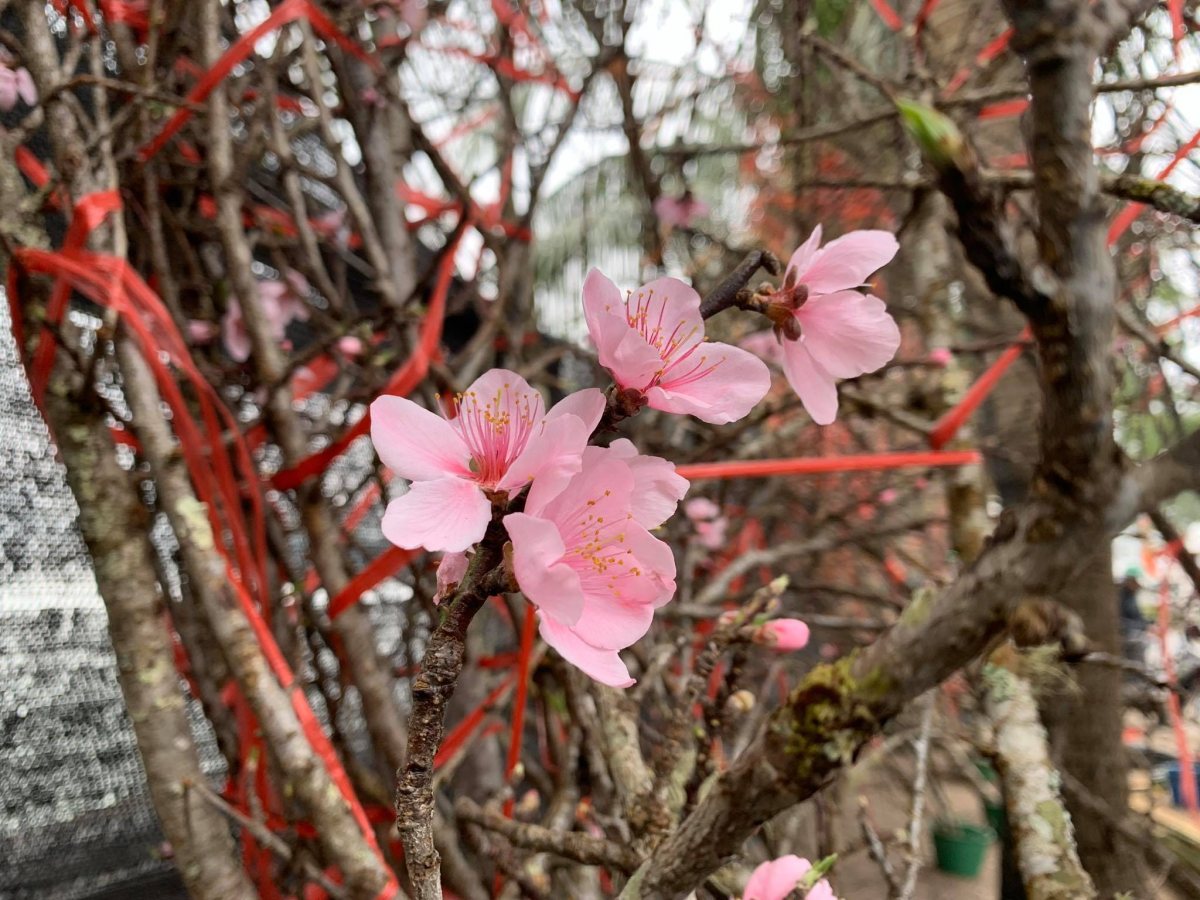 đào rừng