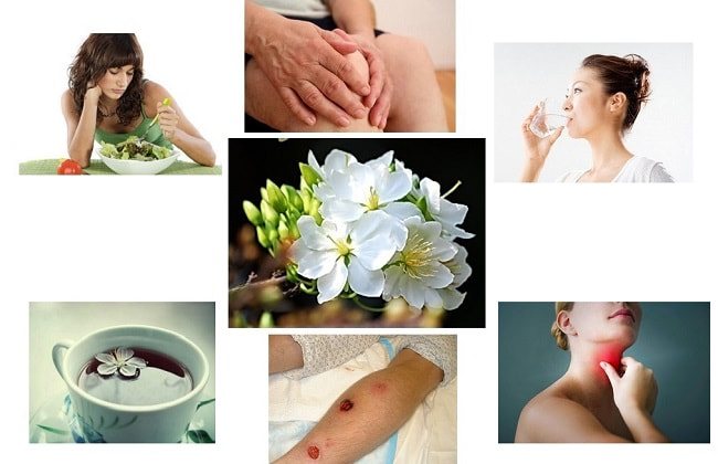 công dụng cây hoa mai
