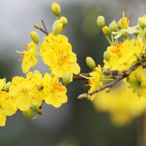hoa mai vàng biểu tượng ngày Tết
