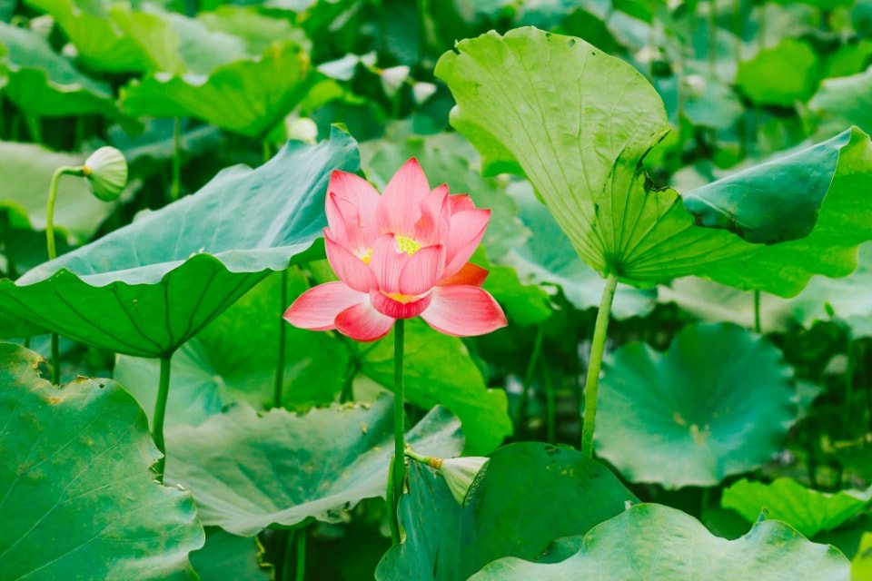 ý nghĩa hoa sen