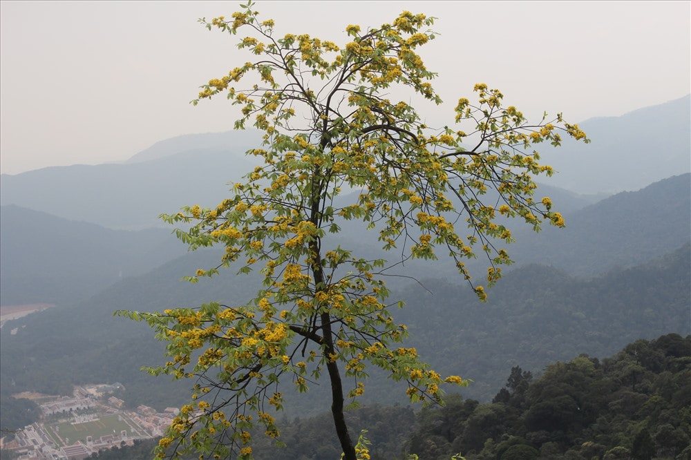 mai Yên Tử