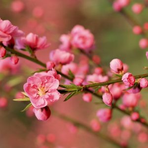 Hoa đào nữ hoàng mùa xuân