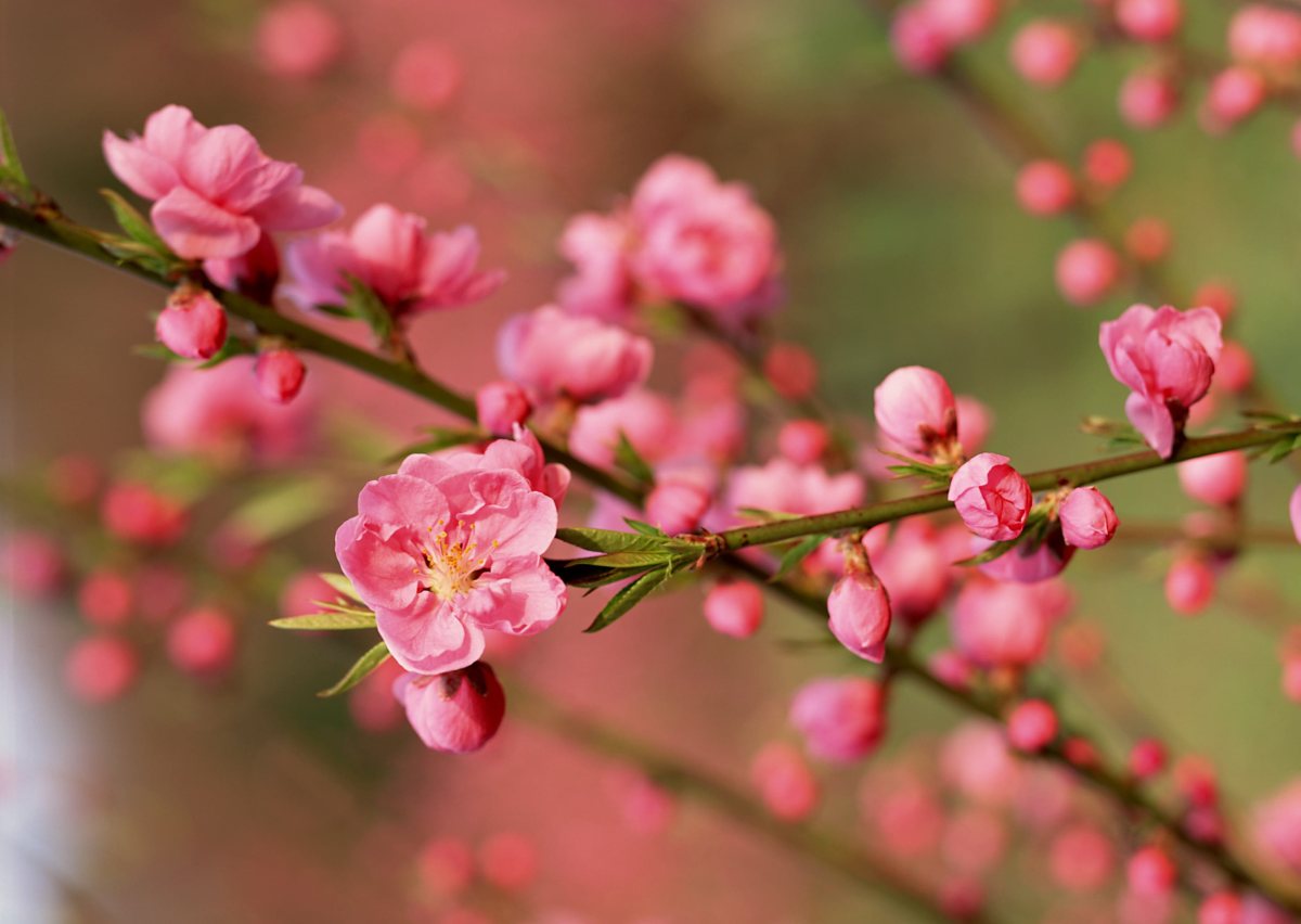 nguồn gốc đào Nhật Tân