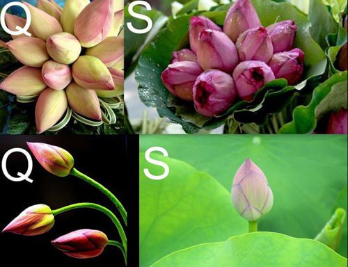 phân biệt sen và quỳ