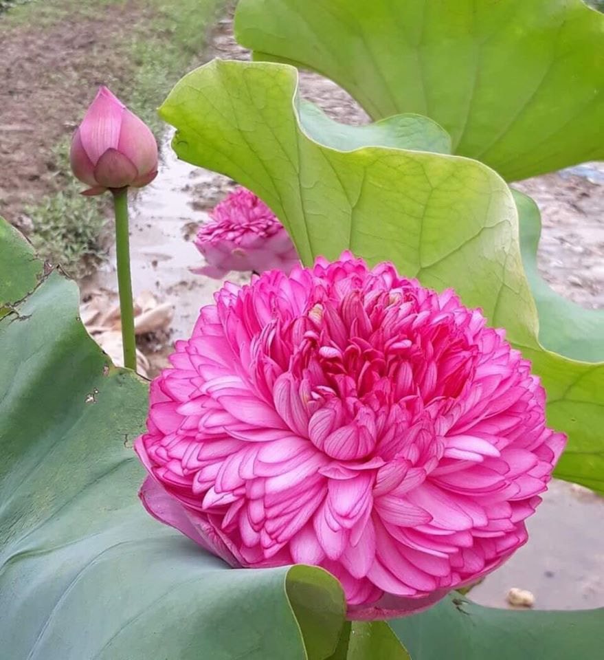 sen ngàn cánh