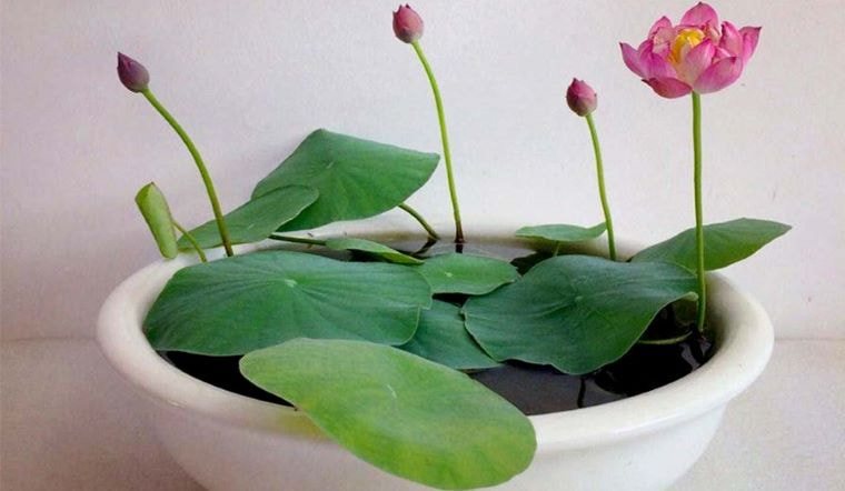 sen Nhật mini