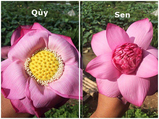 so sánh sen và quỳ