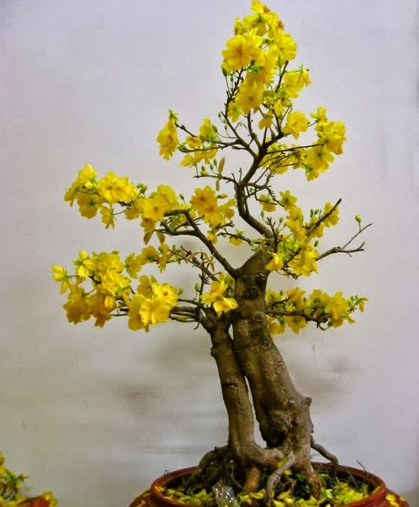 mai thế nữ mẹ bồng con