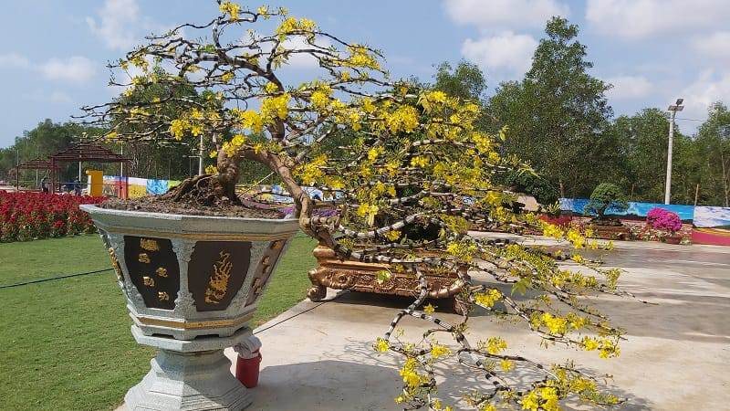 thế mai thác đổ