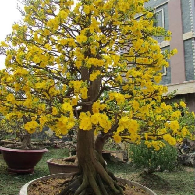 mai thế trực