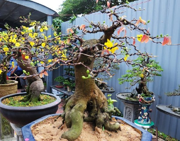 mai thế tam đa