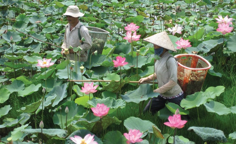 trồng sen