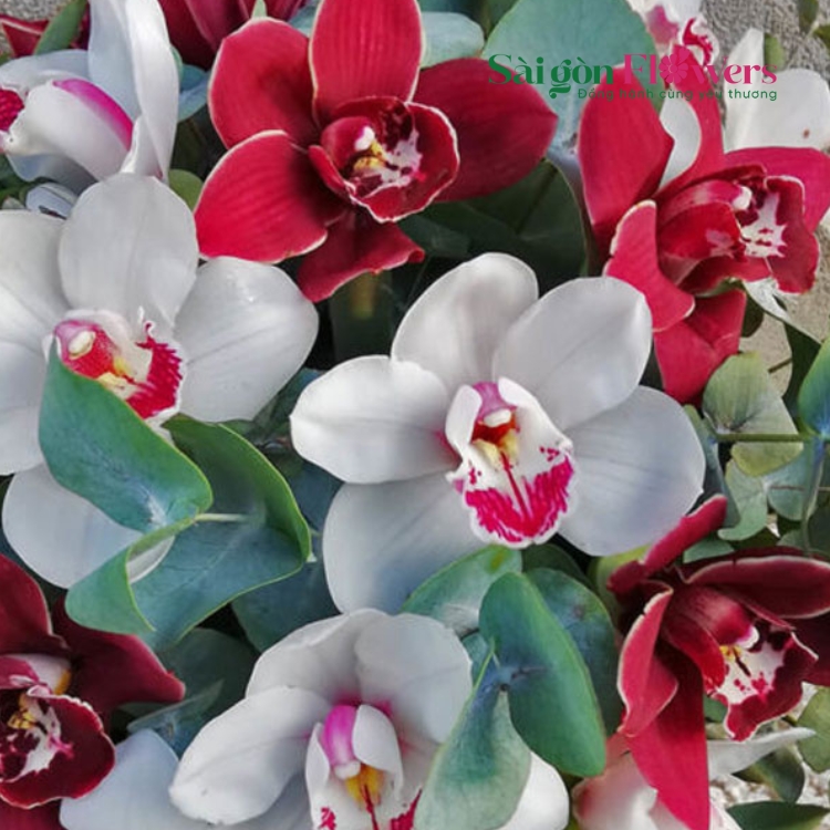 HỶ KHÍ DƯƠNG DƯƠNG