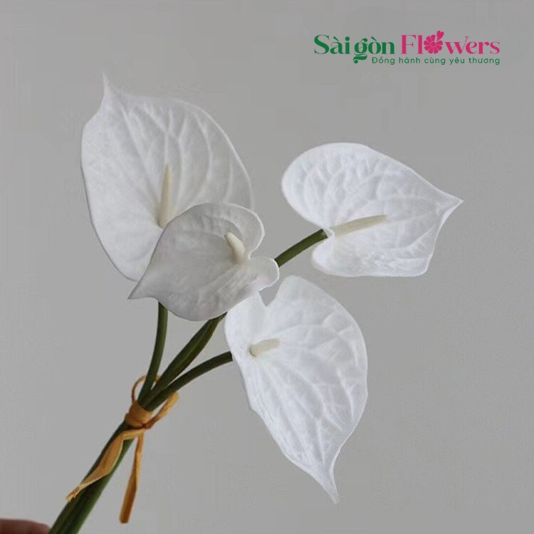 BÓ HỒNG MÔN TRẮNG