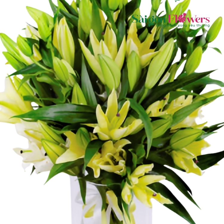 Dawn's Embrace Lilies