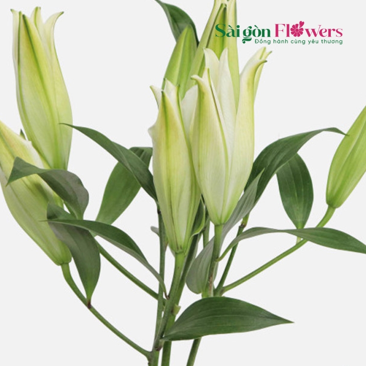 ETHEREAL LILIES