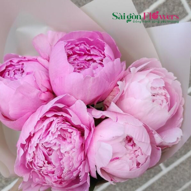 HOA MẪU ĐƠN SARAH BERNARD
