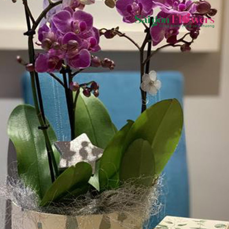 MỘNG MƠ