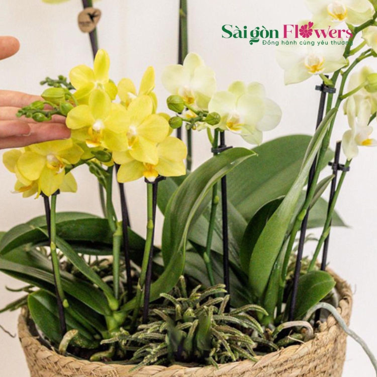 SỰ HOÀN MỸ