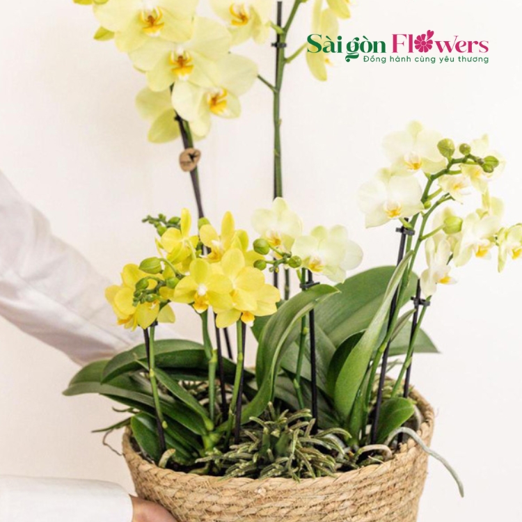 SỰ HOÀN MỸ