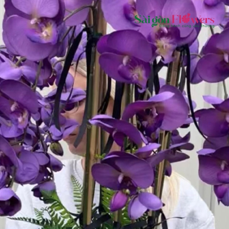 VŨ ĐIỆU CHIỀU TÍM