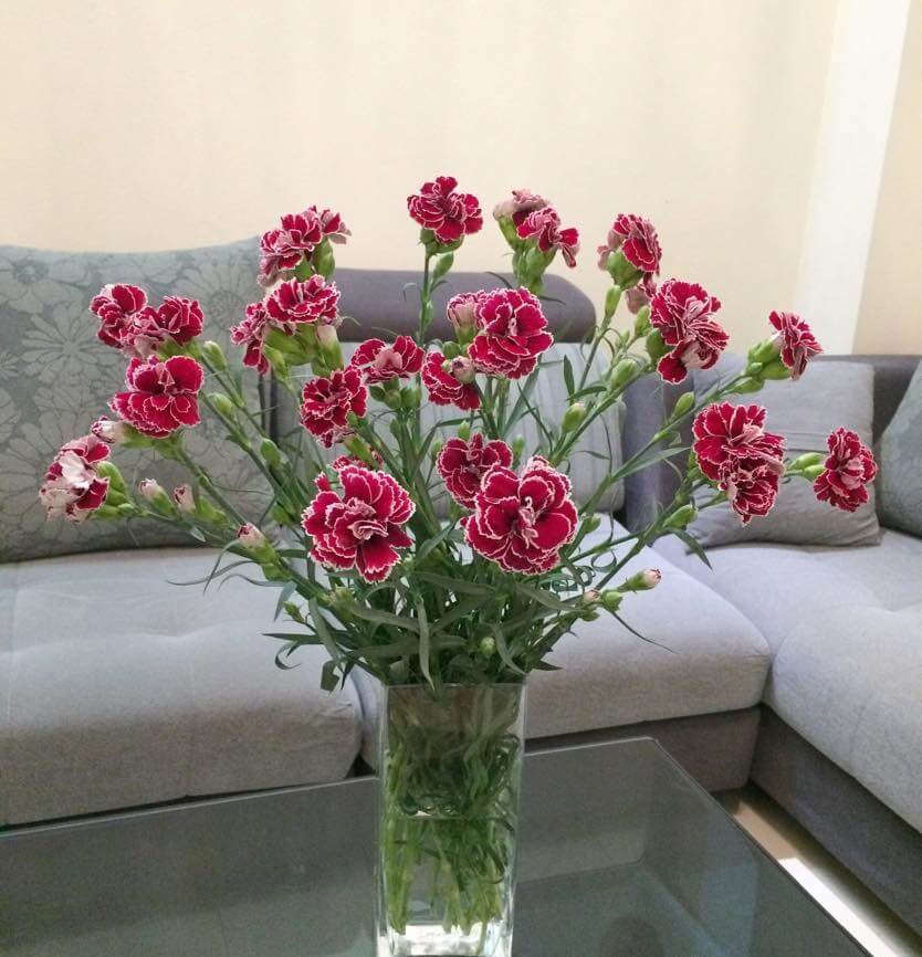 bình hoa cẩm chướng