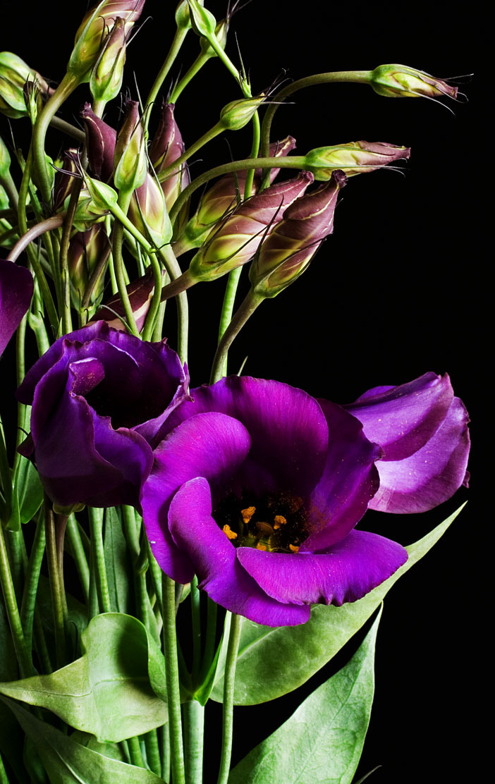 cát tường tím