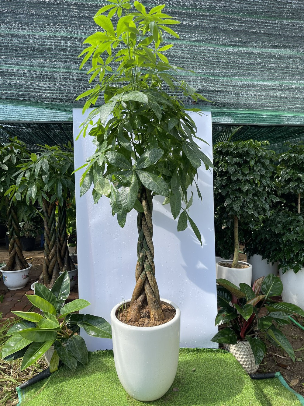 chậu 5 thân cây kim ngân