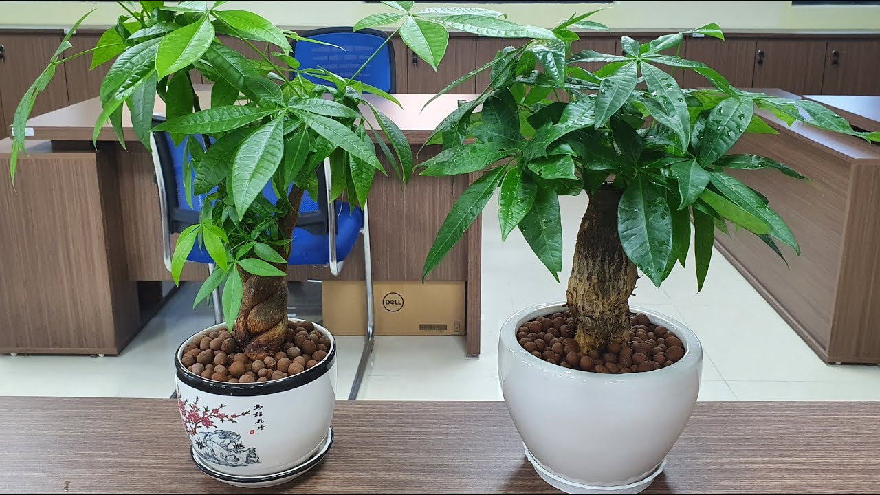 rễ kim ngân thắt bím