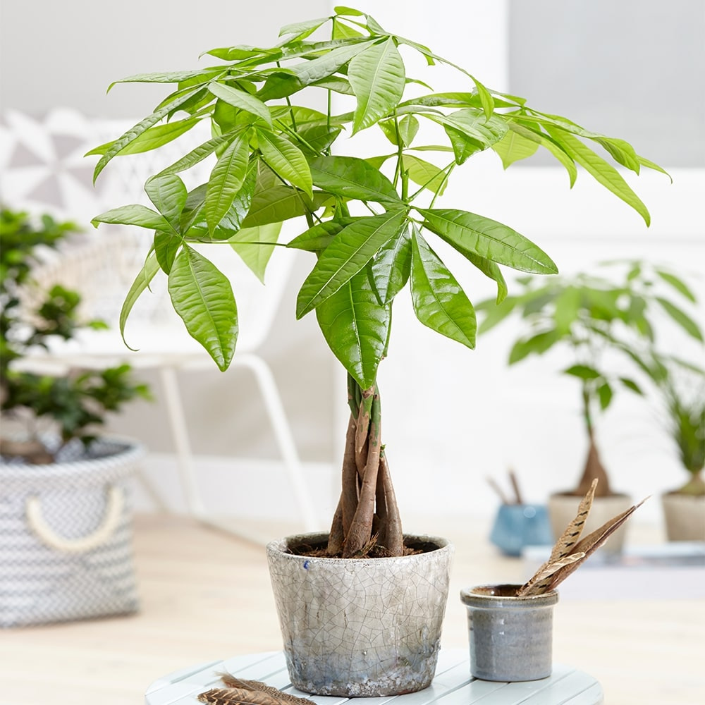hình ảnh cây kim ngân