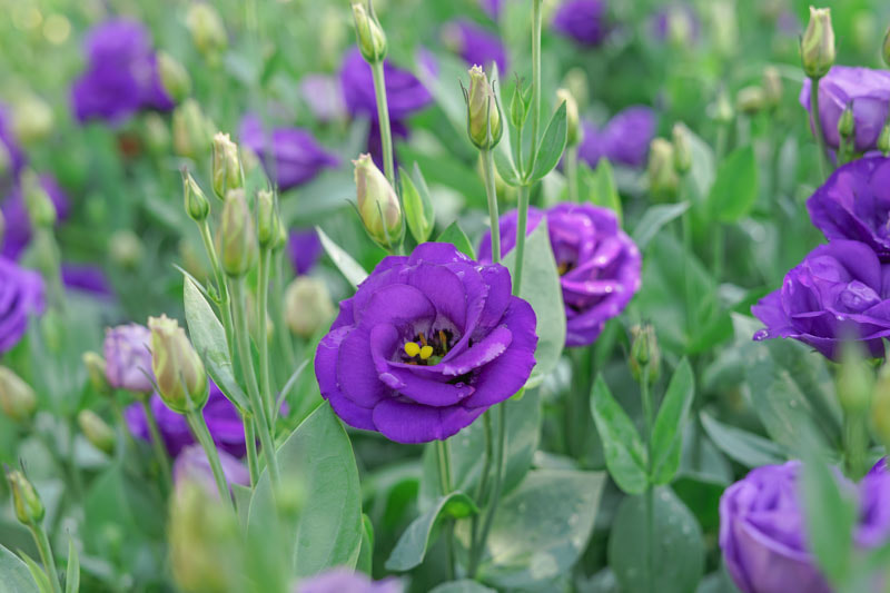 hoa cát tường