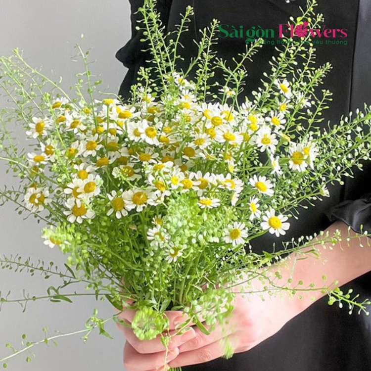 HOA CÚC ĐƠN GIẢN