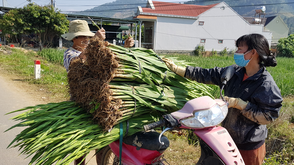 Giá hoa lay ơn ngày tết