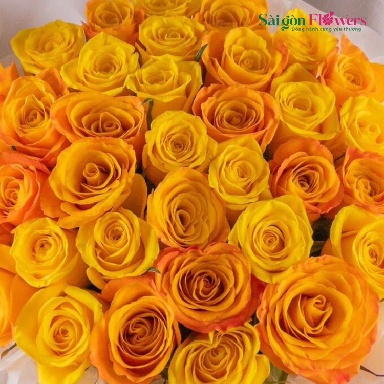 MẶT TRỜI RẠNG RỠ