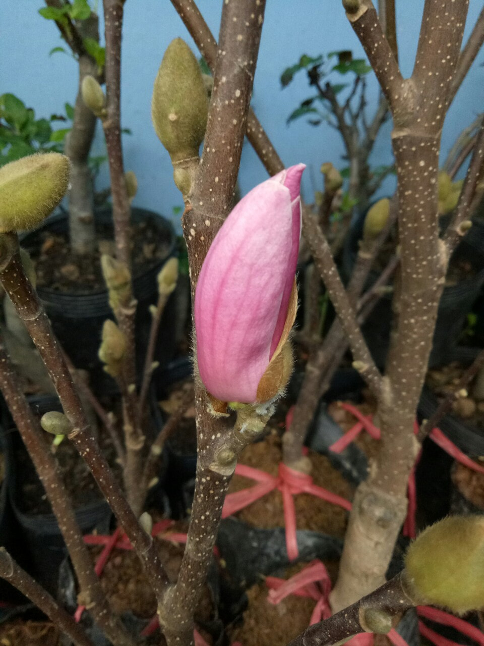 trồng cây mộc lan 