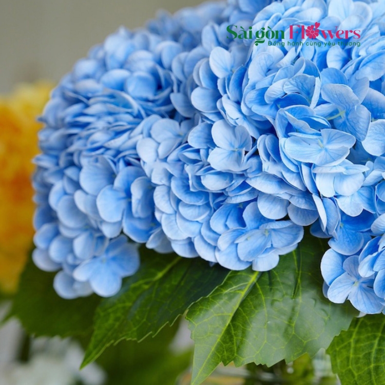 ƯỚC VỌNG TRỜI XANH