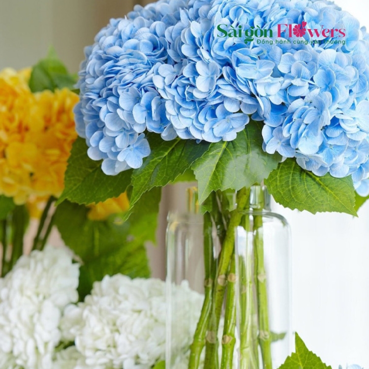 ƯỚC VỌNG TRỜI XANH