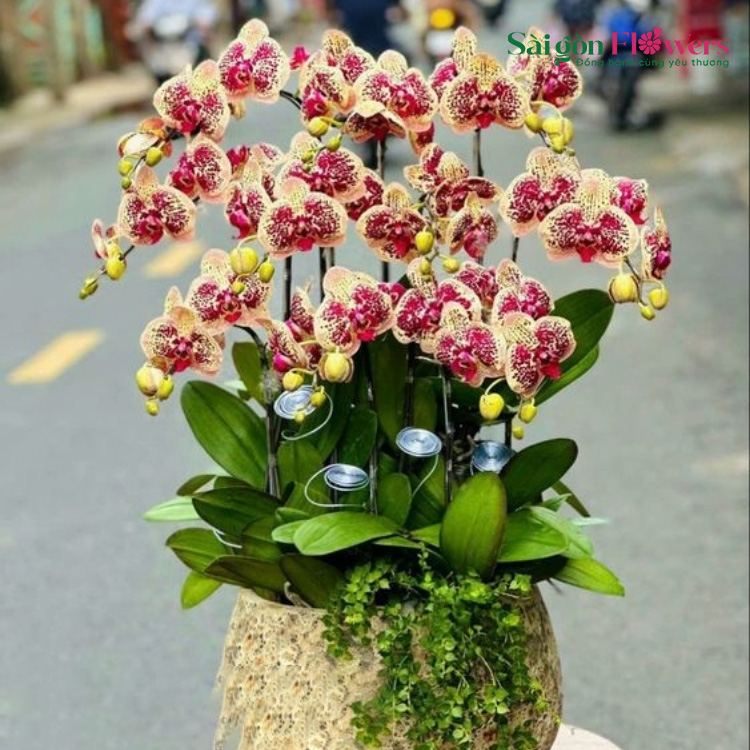 HƯƠNG LAN 13