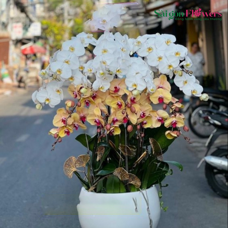 HƯƠNG LAN 24